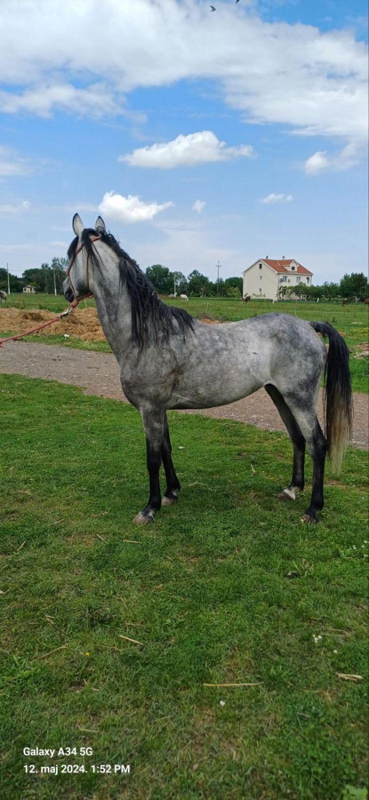 Durmitorska Koliba Sa Kupatilom Villa Žabljak Buitenkant foto
